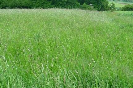 Grundstück Nieheim - 50&euro; | Angebot:24258680