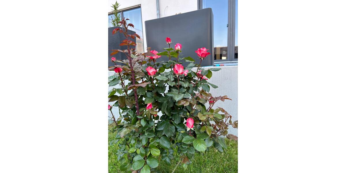 Erdgeschoßwohnung Paderborn Neuenbeken - 2 Zimmer, 90 m&sup2;, 1.130&euro; | Angebot:25806775