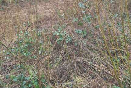 Grundstück Bad Driburg - 1.250.000&euro; | Angebot:21424517