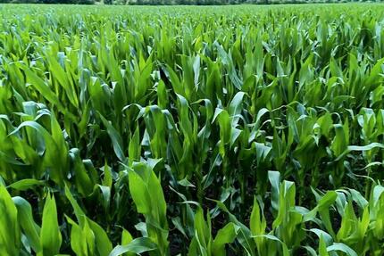 Grundstück Delbrück - 13&euro; | Angebot:24383642