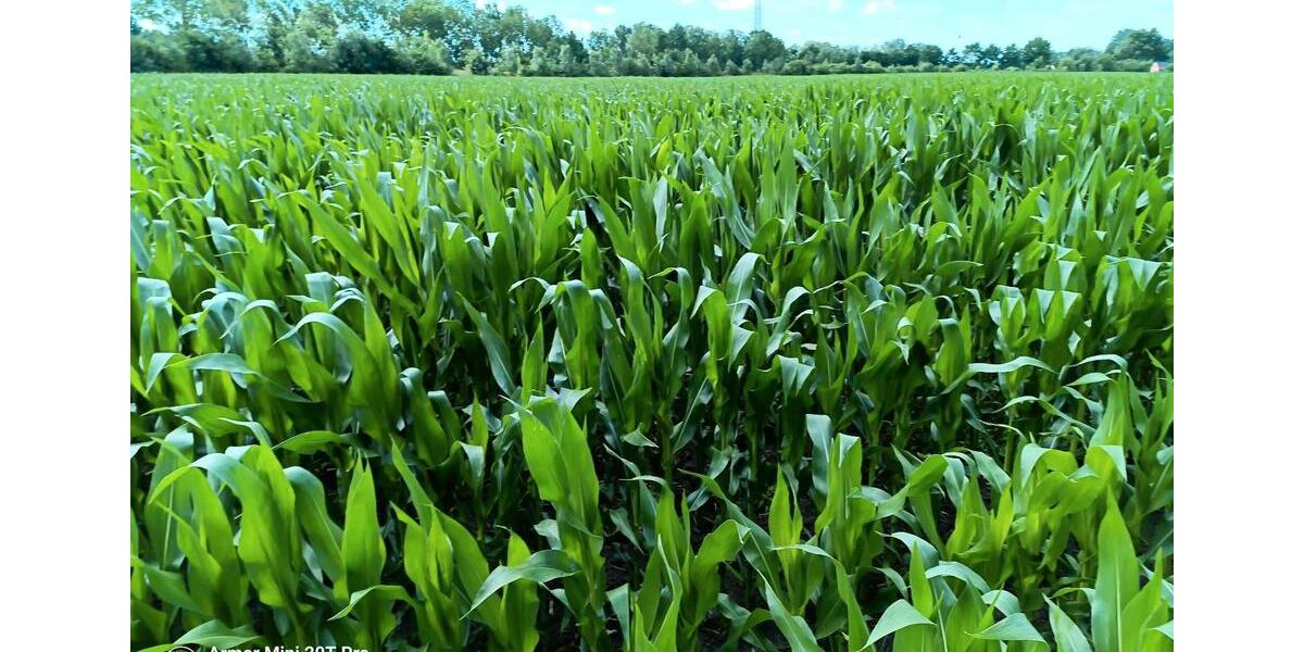 Grundstück Delbrück - 13&euro; | Angebot:24383642