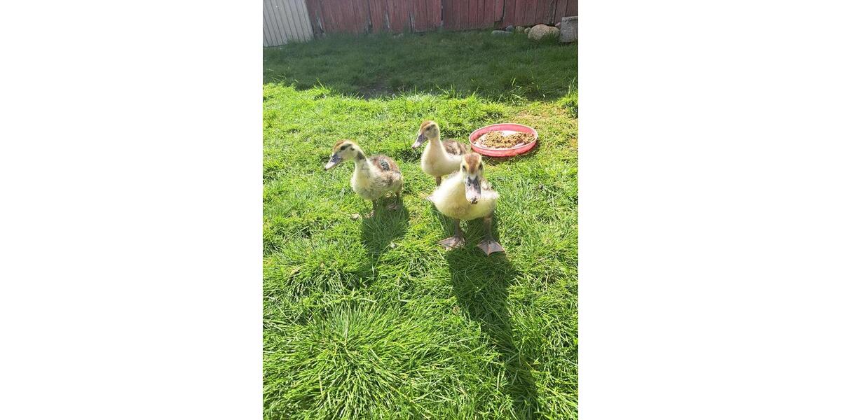 Bauernhaus, Landhaus Paderborn Neuenbeken - 150.000&euro; | Angebot:26023425