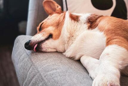 Haus Schlangen - 5 Zimmer, 140 m&sup2;, 1.900&euro; | Angebot:24980618